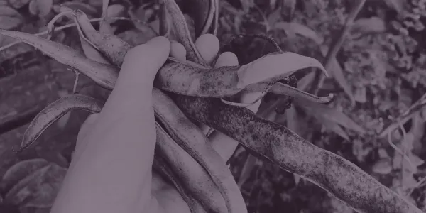 A hand holding runner bean pods.