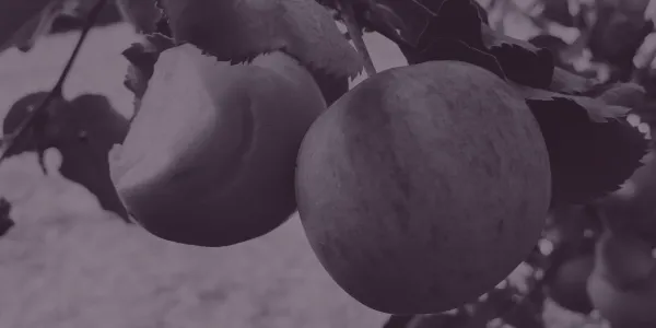 Two apples growing on a tree. The apple on the left has a bite taken out of it.